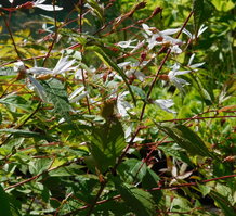 Gillenia trifoliata 